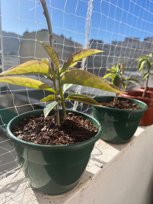 Ora- pro- Nobis muda mudas64729871856769121