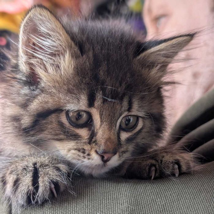 Неймовірне кошеня дуже хоче родину
