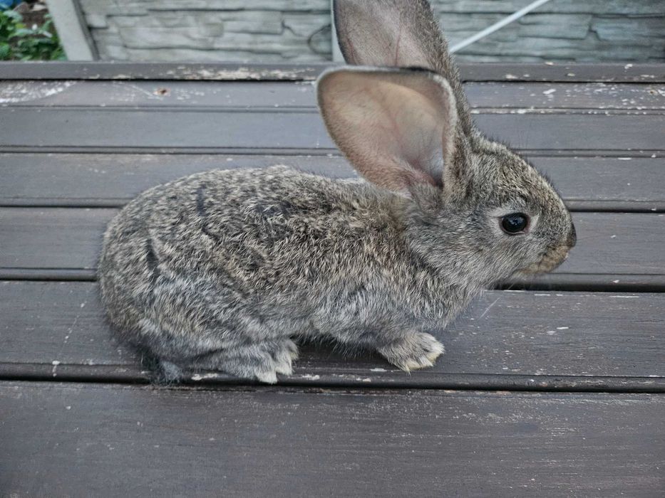 Króliki olbrzym belgijski młode