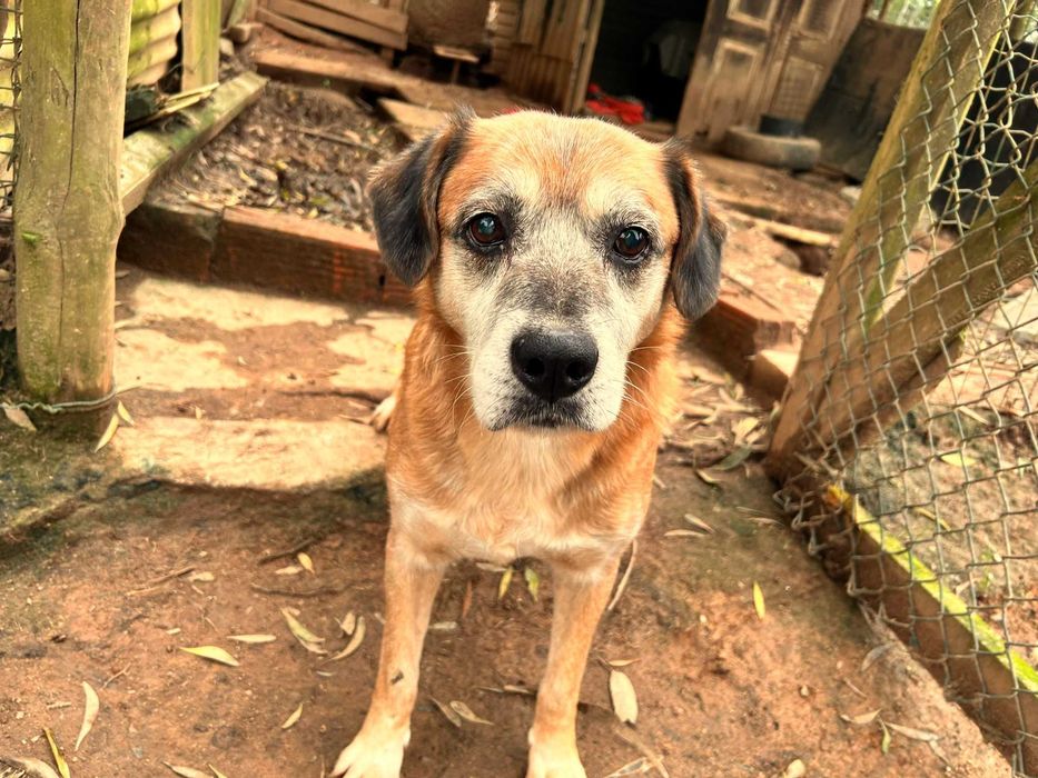 Mateus, para adoção!