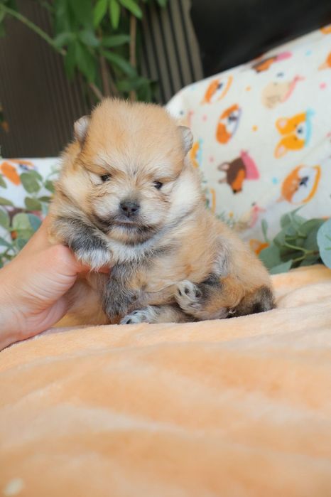 Lulu da Pomerânia.  Mini. Pedigree. Lop e Afixo Perfeito