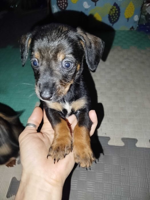 Цуцики такси безкоштовно (тато дворняга)