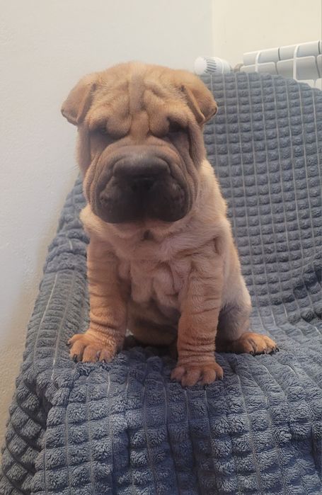 Sharpei macho 2 meses