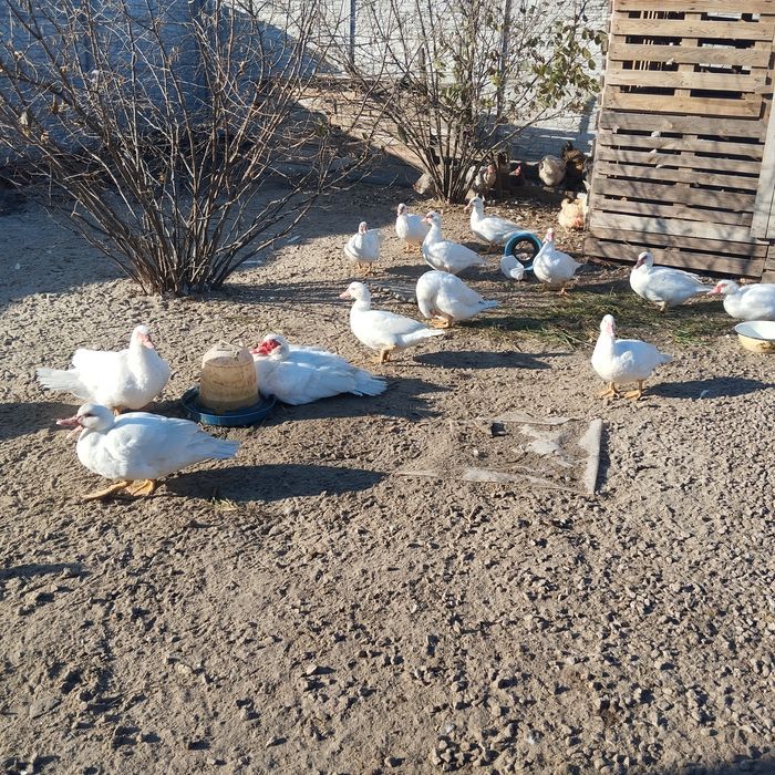 Каченята мускусні німці