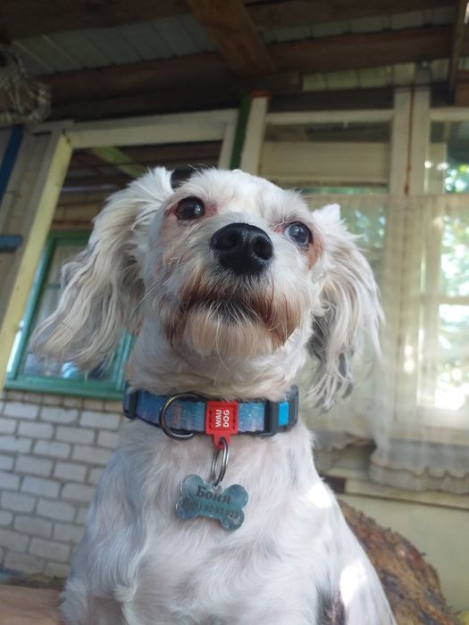 Потеряна собака!