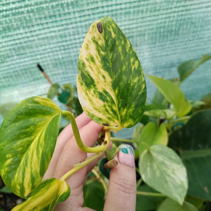 epipremnum white sport golden -cięty szczyt