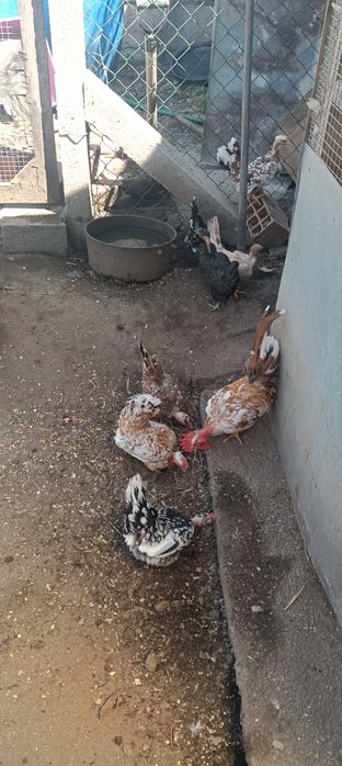 Garnizas carecas minis para venda