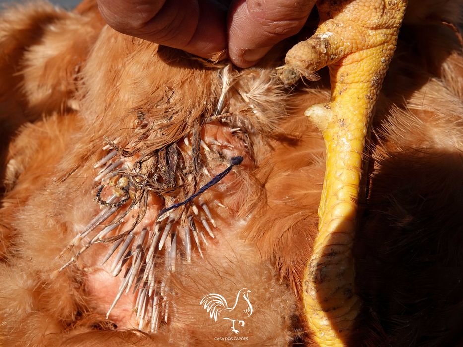 GALOS CAPÕES 100% BIOLÓGICOS (Galos castrados de forma artesanal)