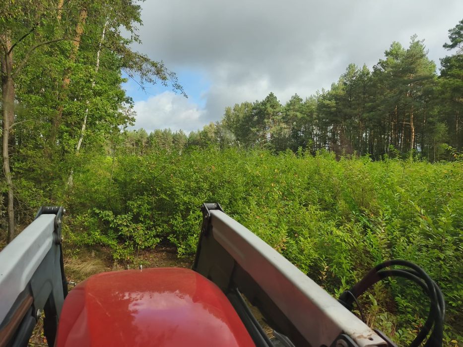 Frezowanie krzaków, korzeni, drzewek