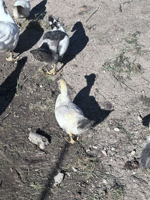 Patos e patas e ovos