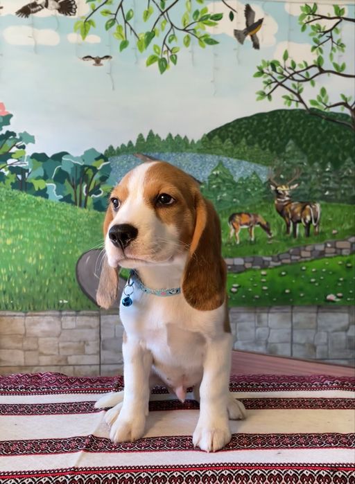 Хлопчик породи бігль з документами КСУ