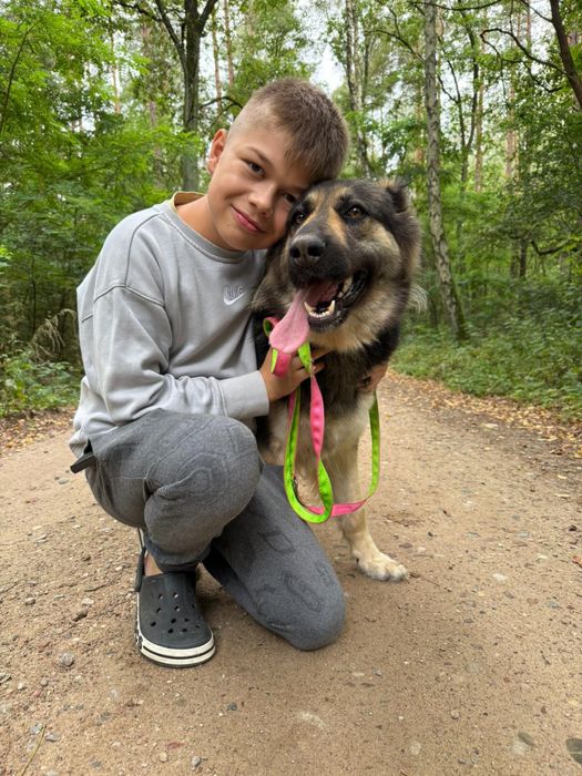 Owczarek niemiecki długowłosy – przyjacielska i czuła