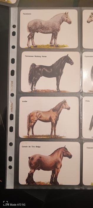 Calendário raça de cavalos