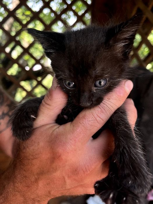 Віддам кошенят в добрі руки. 2 котика і кішечка