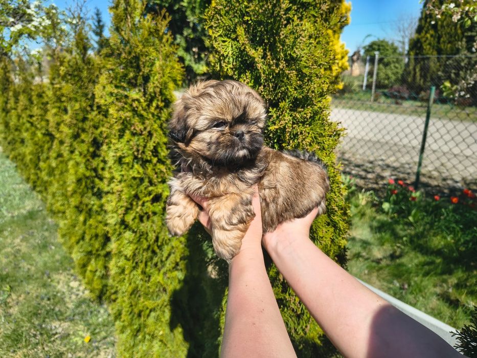 Shih Tzu Shihtzu