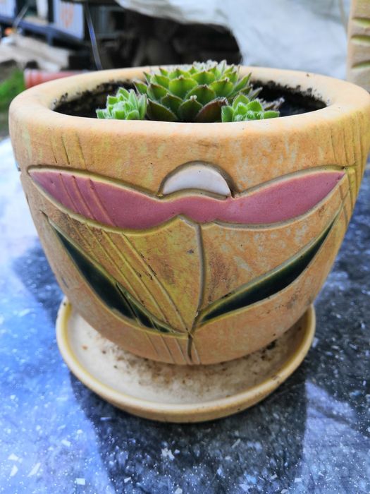 Кам'яна роза  молодило