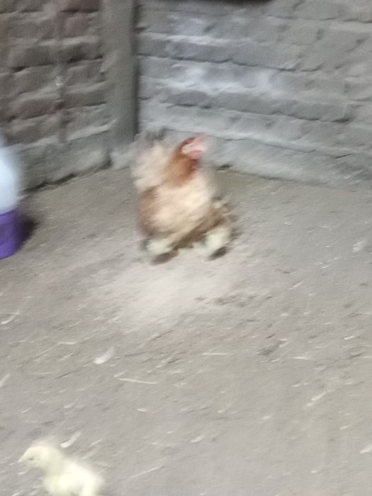 Sprzedam kurczęta Brahma y