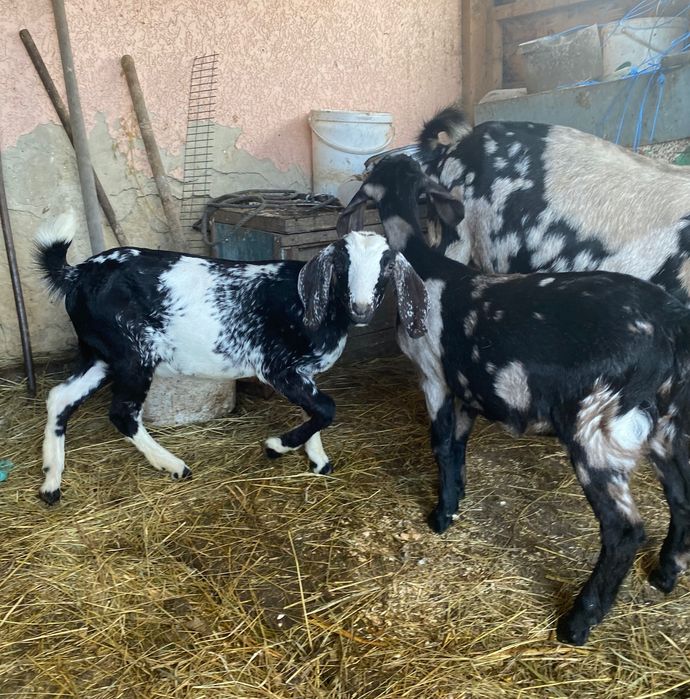Англонубійські породисті козочки, козенята, кози