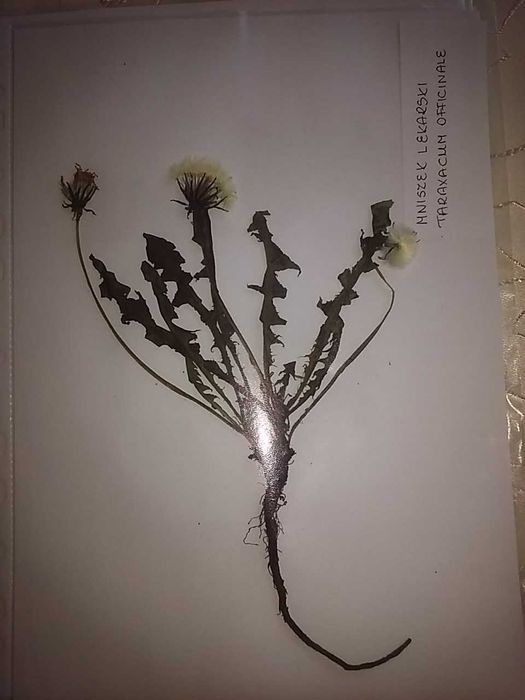 Rośliny świeże do zielnika- Zielnik profesjonalny 2025