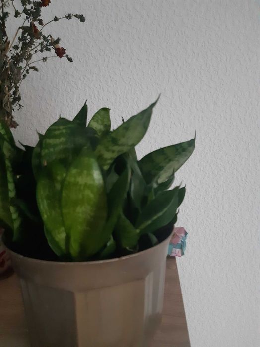 Кімнатні  рослини