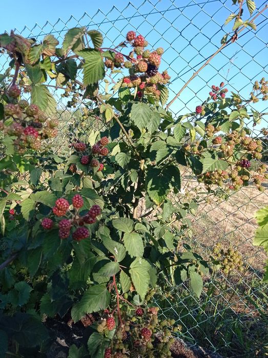 Amoreira sem espinhos