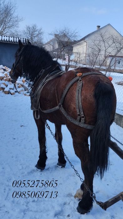 Продам коня, спокійного