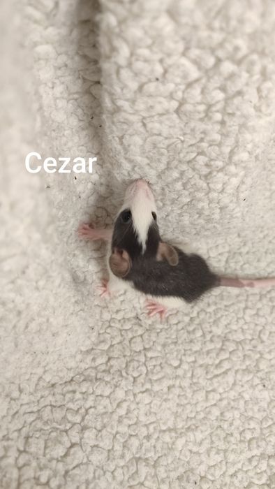 Szczury, gryzonie, szczurki małe