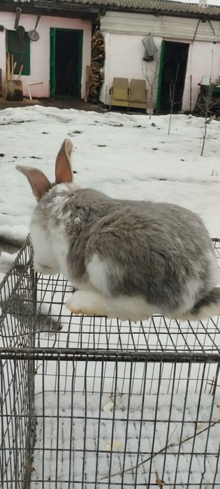 Продам гарного кролика