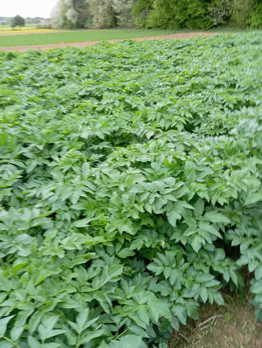 nasiona arcydzięgiel zbiór 2024