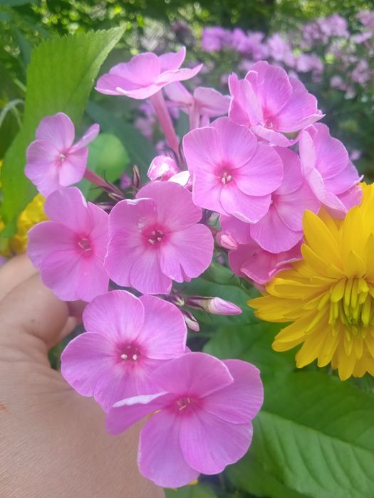 Продам флокси з своєї клумби