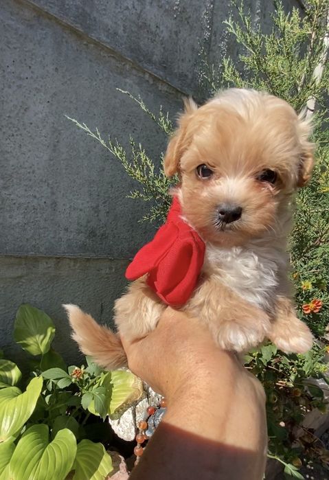 Обворожительные бебифейс  мальчики, девочки  . Мальтипу