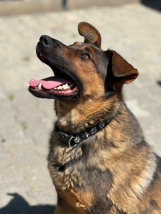 Heniu - młody, duży pies. Schronisko w Radlinie k.Jarocina