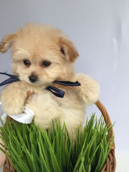 Помапу гарненькі дівчатка