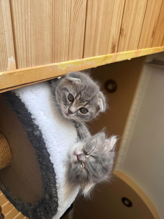 Продам висловухих кошенят