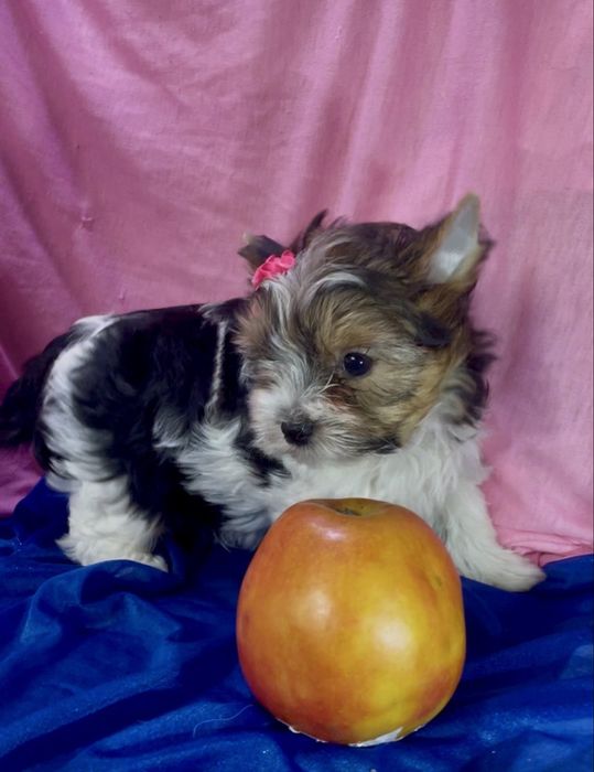 Дівчата хлопчик бівер йорк ляльковий бебіфейс, є документи