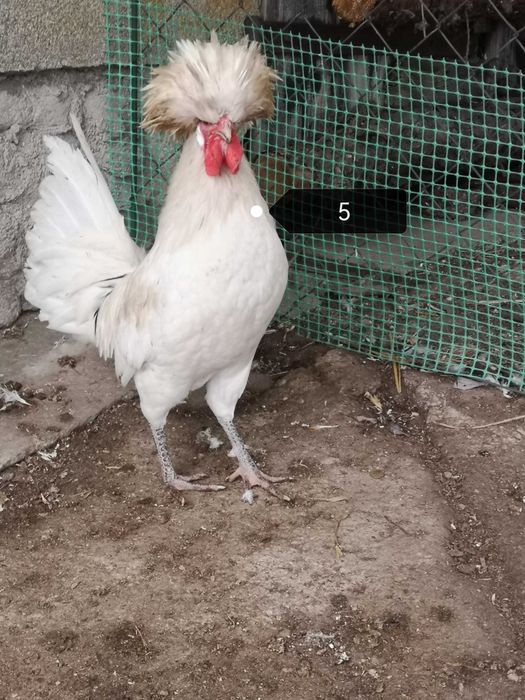 Kogut Silki jedwabistej i Czubatki