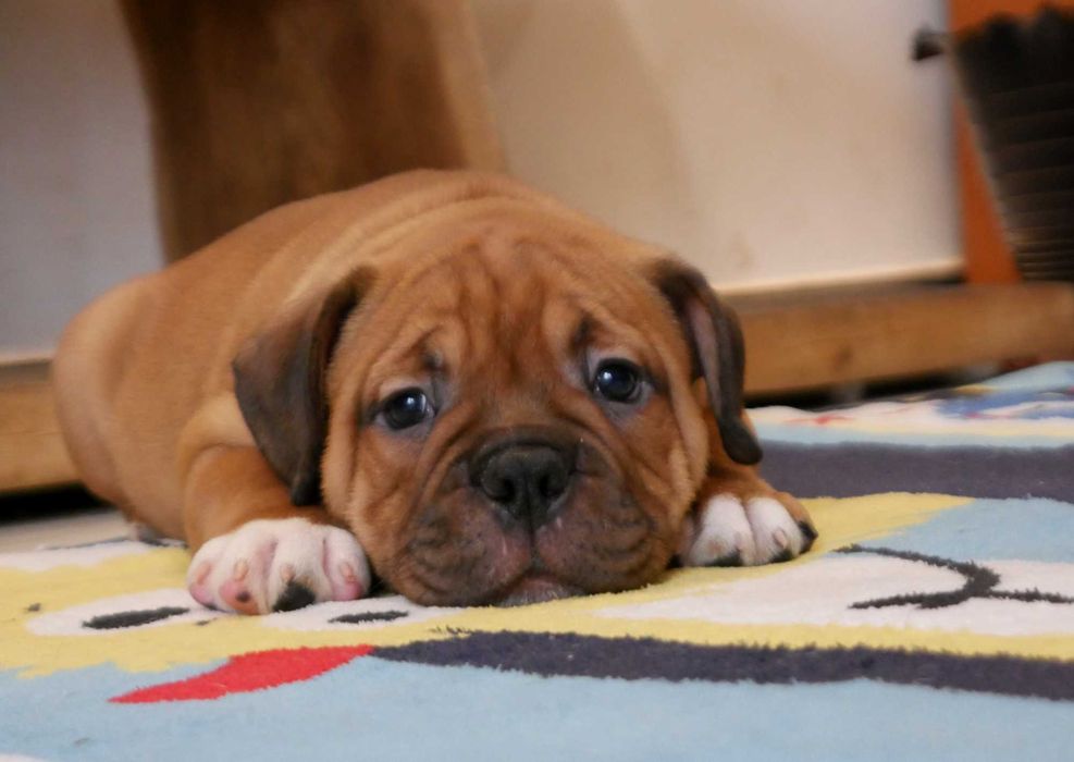 American Staffordshire Terrier, Amstaff FCI, piękny, mocny piesek ZINO