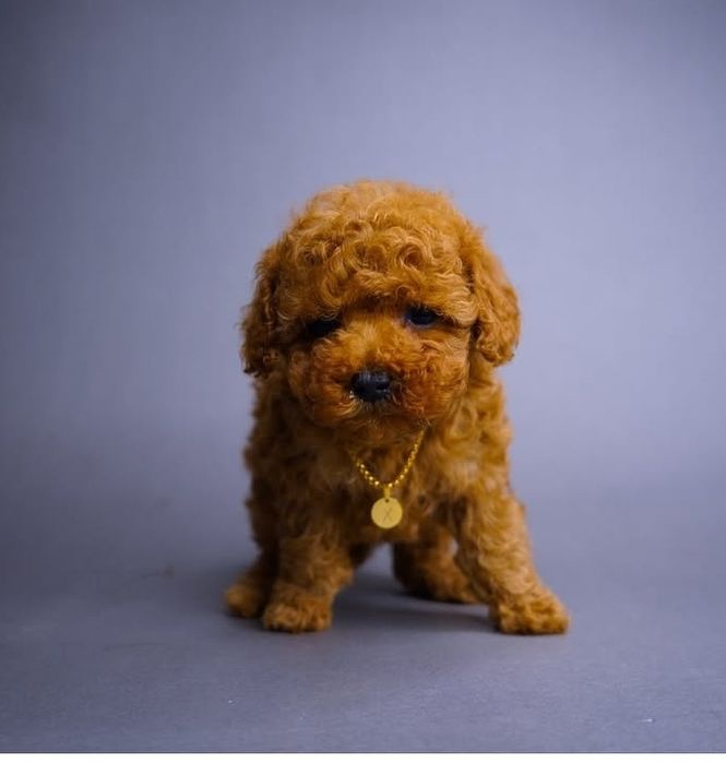 Солодка дівчинка міні міні