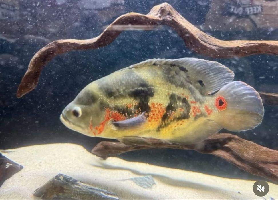 peixes Oscar adultos muito grandes ,  cerca de 28 cms,Casal formado