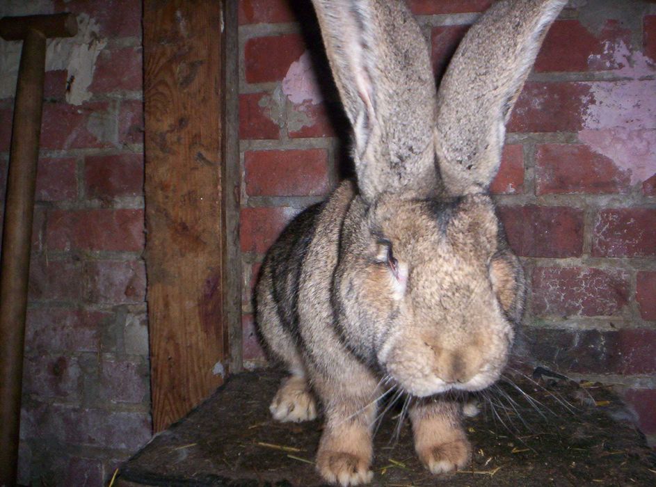 KROLIKI Belgijskie Sprzedam