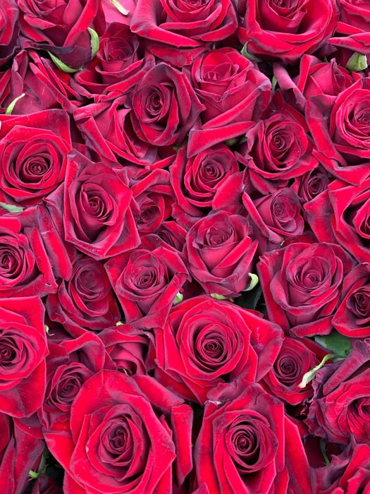 Пелюстки троянд (свіжої троянди)