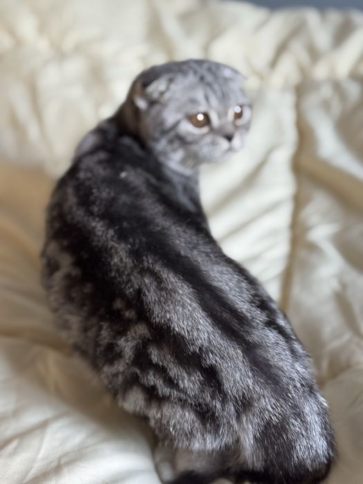 Кошеня шотландське
