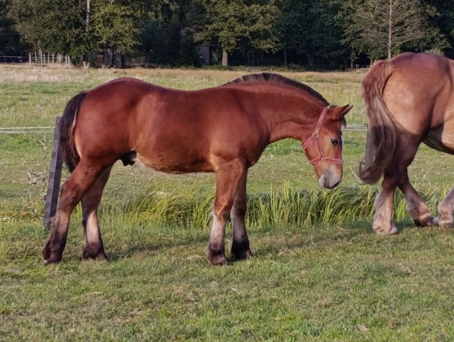 Sprzedam ogierka.