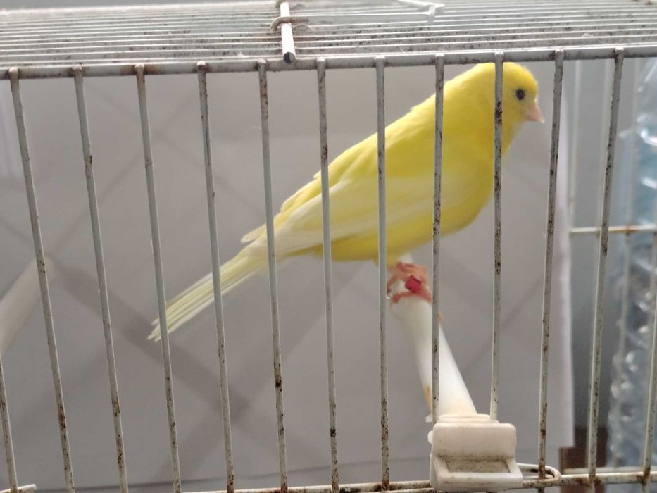 Canários várias raças