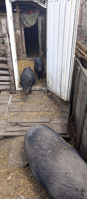 Продам свеней породы корейские