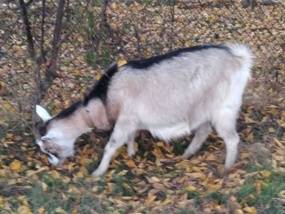 Продам молодих дійних кіз