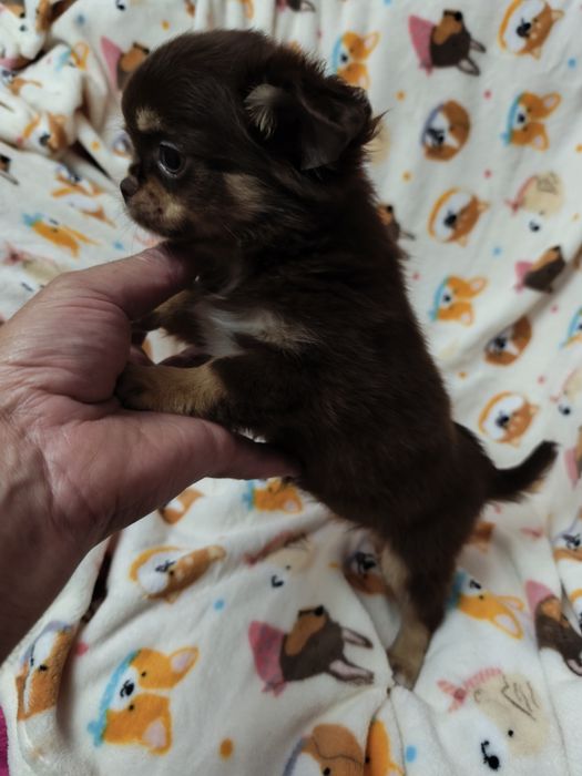 Chihuahua chocolate  lindíssima