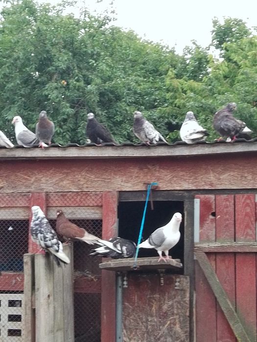 Sprzedam gołębie