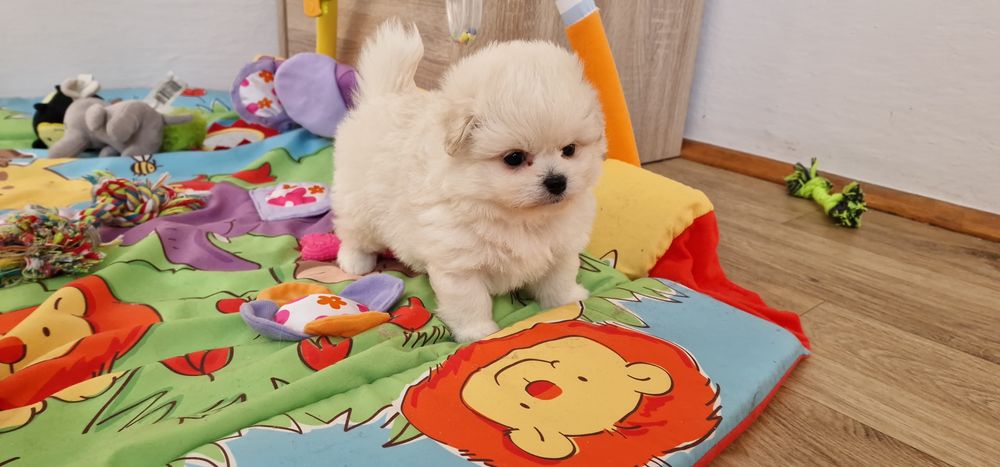 Pomapoo,  malutki piesek