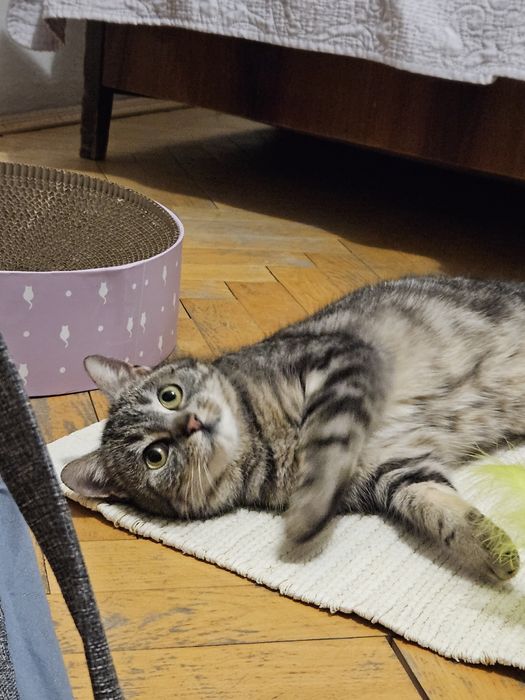 Koty - dom tymczasowy potrzebny na cito